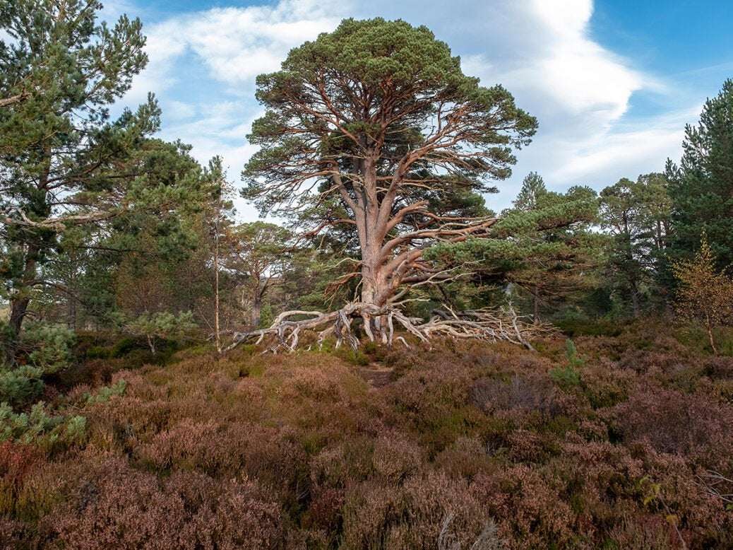 image for Scotland’s forests are the largest they have been for 900 years