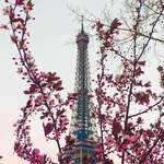 image for ITAP of Cherry Blossoms on a Parisien Afternoon