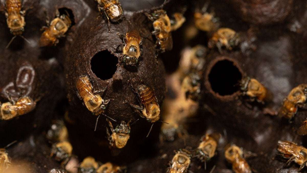 image for These stingless bees make medicinal honey. Some call it a ‘miracle liquid.’