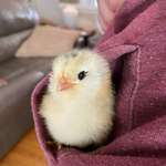 image for ITAP of a baby chick wanting to stay warm in my pocket.