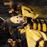 image for ITAP of a Death's Head Hawk Moth