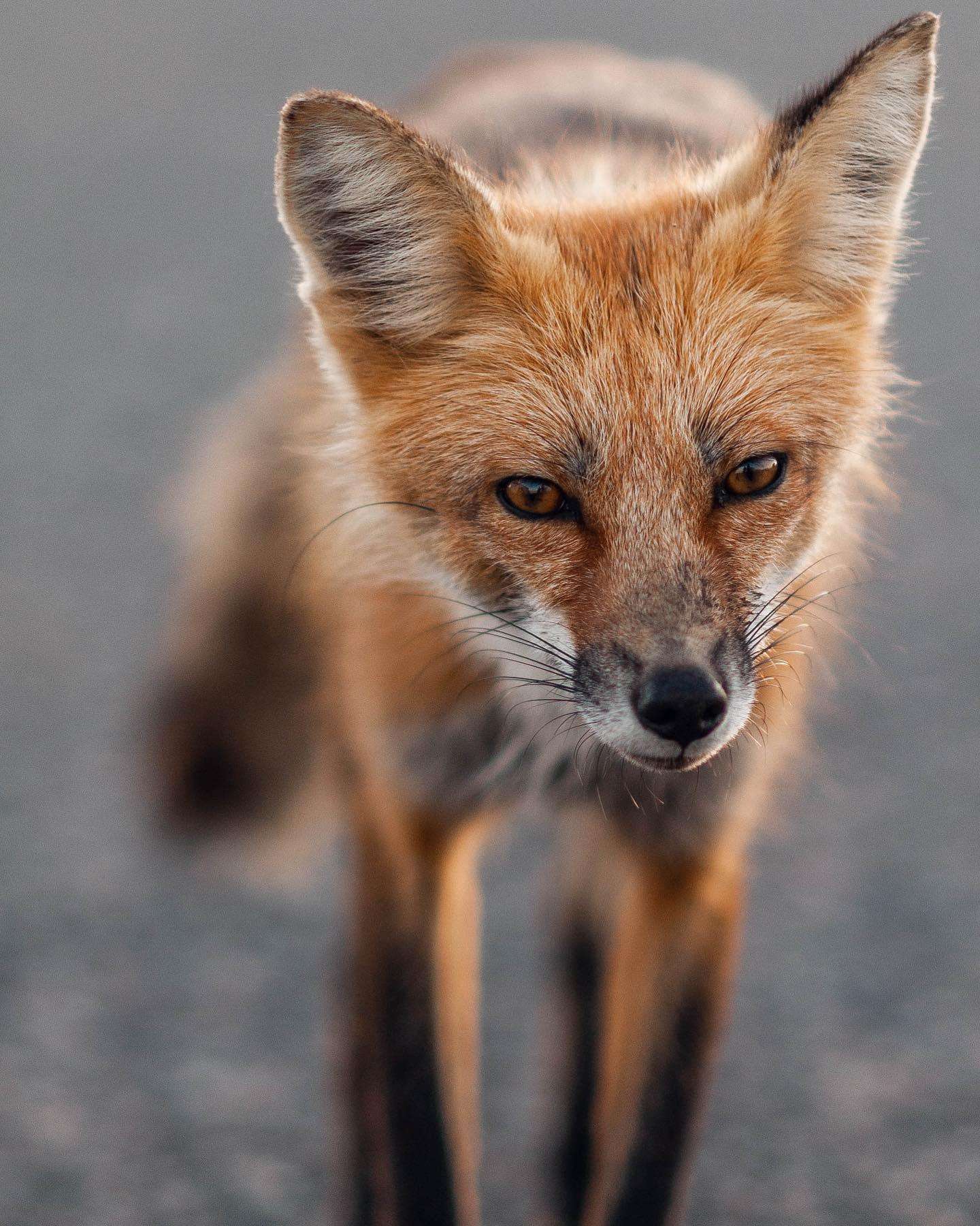 image showing ITAP of a random fox