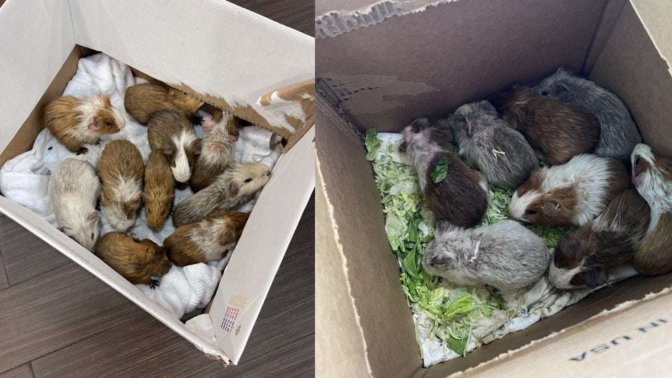 image for Dozens of guinea pigs dumped near adult novelty store