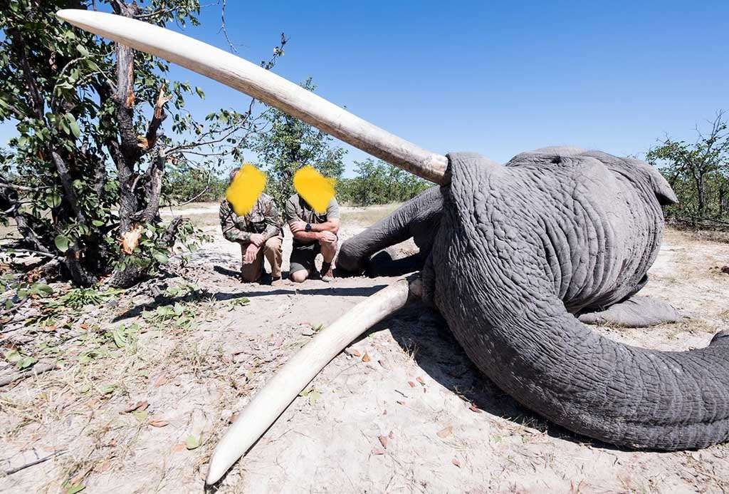 image for Trophy hunters kill two of Africa’s biggest elephants in Botswana