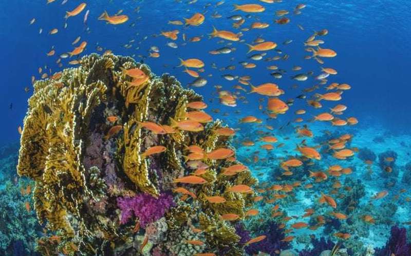 image for Oceans conference comes up with $16b in pledges to safeguard marine health