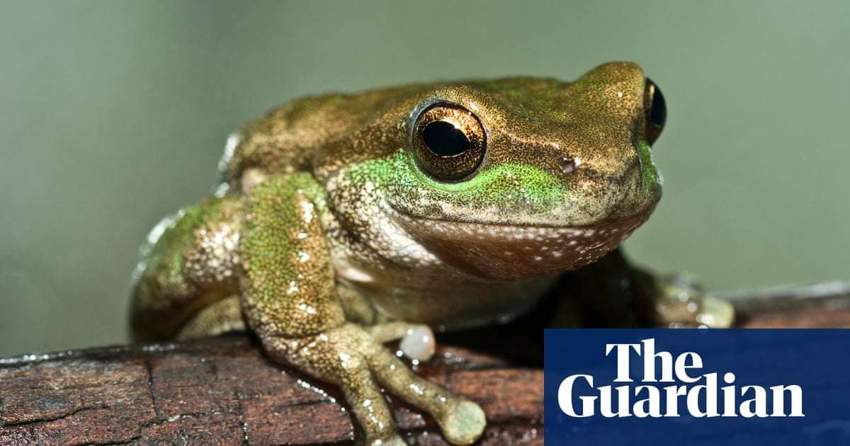 image for Second chance: 80 critically endangered spotted tree frogs to be released into Kosciuszko national park