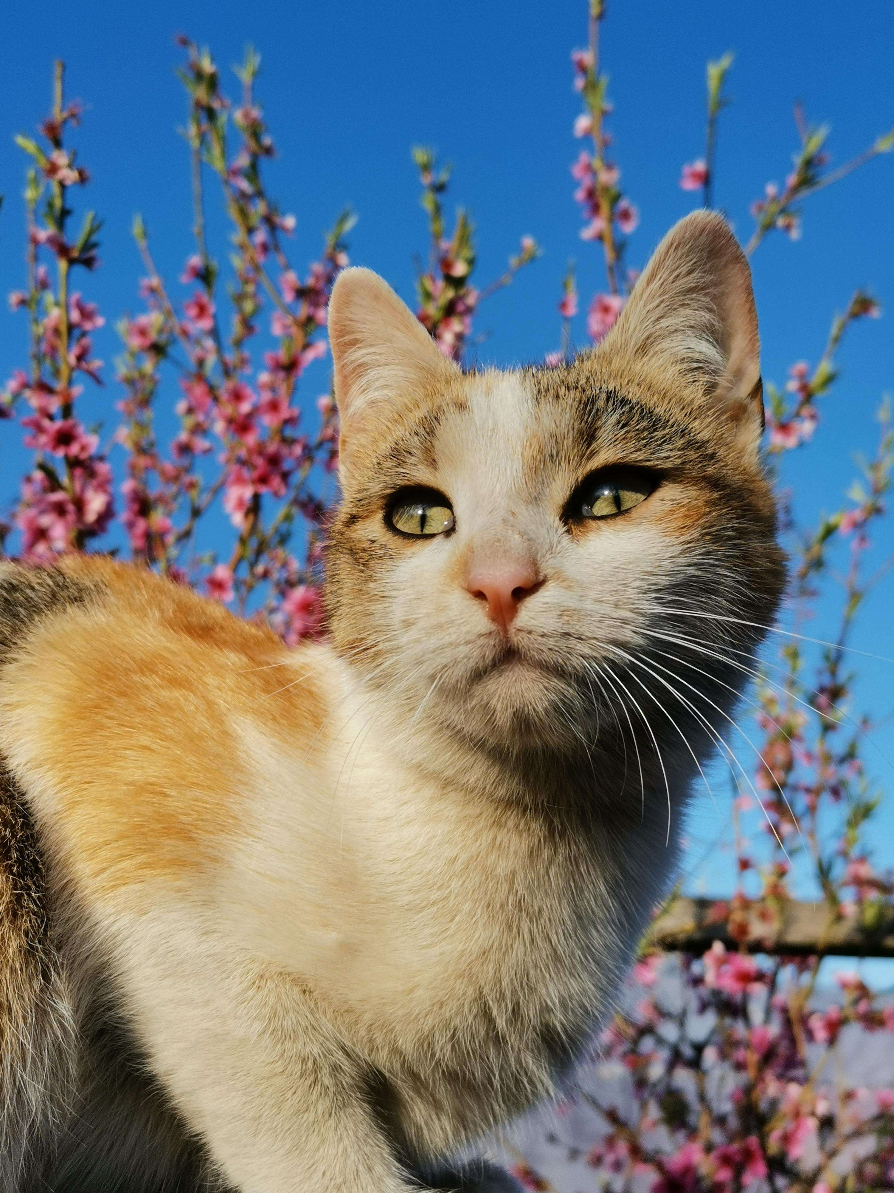 image showing ITAP of my cat named Peach in front of a flowering peach tree
