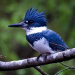 image for ITAP The elusive Belted kingfisher in my backyard