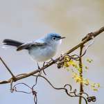 image for ITAP of one of the most hyper birds in my area: the blue-gray gnatcatcher!