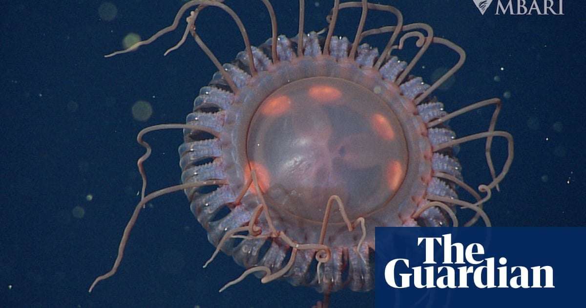 image for ‘Unusual’ deep-sea jellyfish discovered off California coast