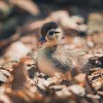 image for ITAP of a baby Wood Duck