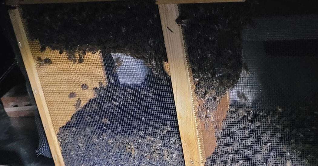 image for Millions of Bees Bound for Alaska Are Rerouted and Die in Atlanta