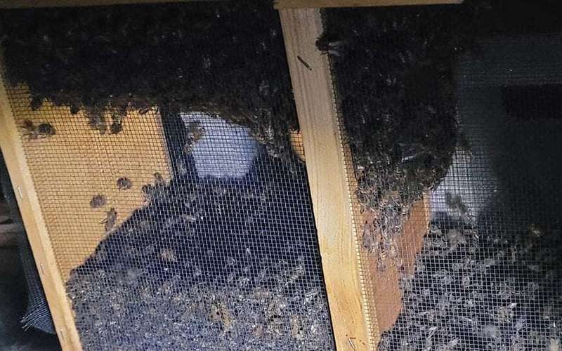 image for Millions of Bees Bound for Alaska Are Rerouted and Die in Atlanta