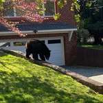 image for [OC] There’s a bear walking around my suburban neighborhood right now