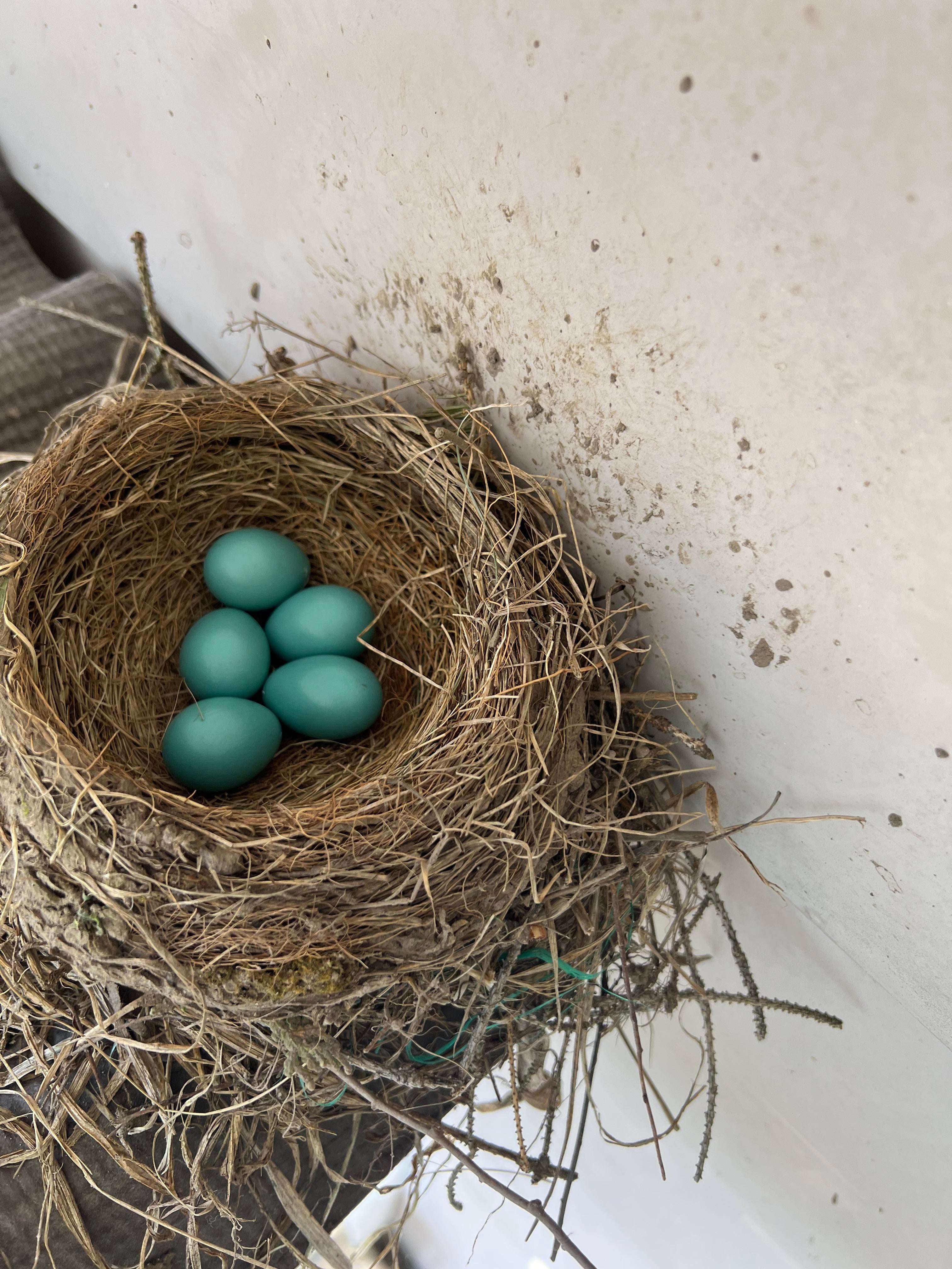 image showing [OC] Robin’s nest above our shed. No filter applied, this is the natural colour of the eggs!