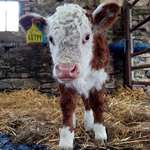 image for A cute looking calf