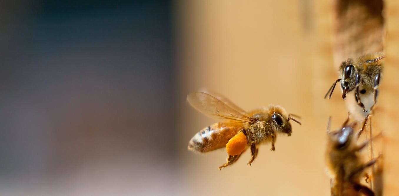 image for Honeybees join humans as the only known animals that can tell the difference between odd and even numbers