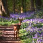 image for ITAP of this roebuck deer in a bluebell wood