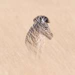 image for ITAP of a zebra in Namibia!