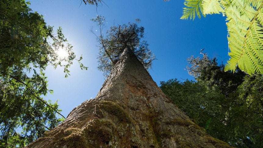 image for Tasmania goes into carbon negative, with researchers saying native forests must be preserved