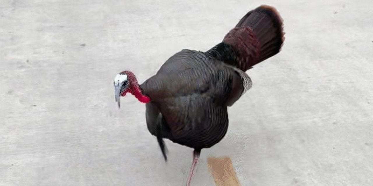 image for A Wild Turkey Is Attacking People in D.C. Multiple Agencies Are in Pursuit.