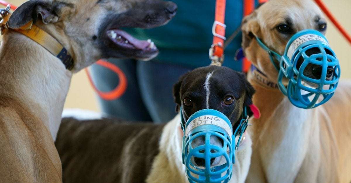 image for Greyhound Racing Is Nearing Its End in the U.S.