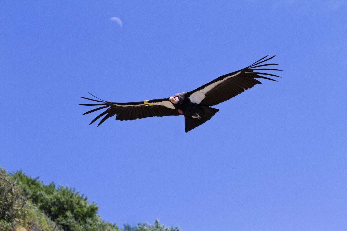 image for California Condors Return to Northern Redwoods After a 100-Year Absence
