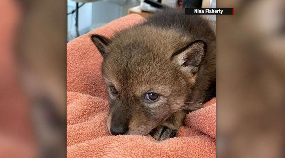 image for Family mistakes coyote pup for dog, takes it home