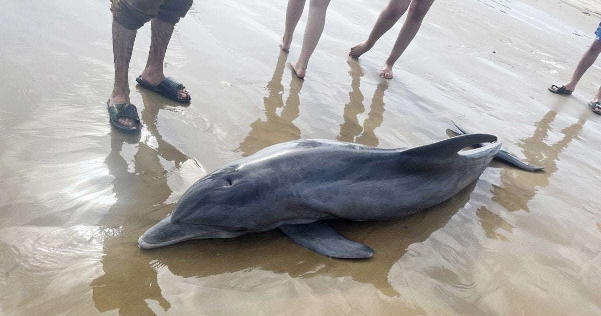 image for Rewards offered after dolphin 'harassed to death' on Texas beach, another impaled in Florida