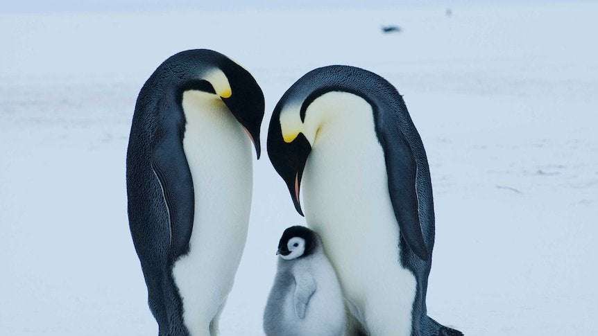 image for Emperor penguin at serious risk of extinction due to climate change