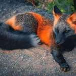 image for A Fire Fox