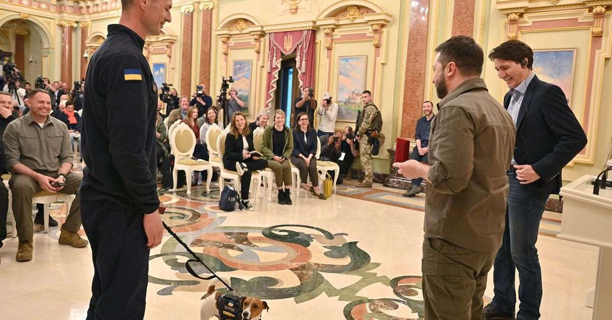 image for Ukraine's mine sniffing dog Patron awarded medal by Zelenskiy