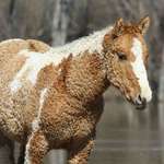 image for This is what a Curly-Haired Horse looks like!