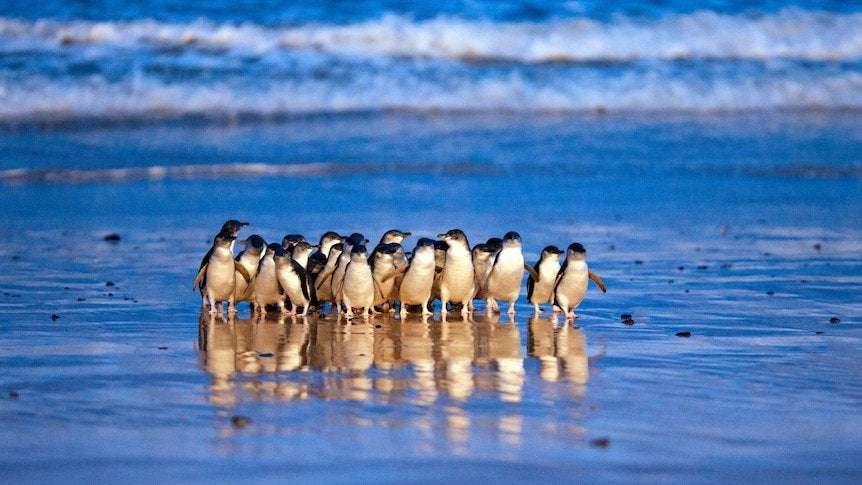image for Phillip Island's little penguins set record as 5,000 cross beach in 'really unique' event