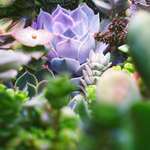 image for ITAP of succulent plants