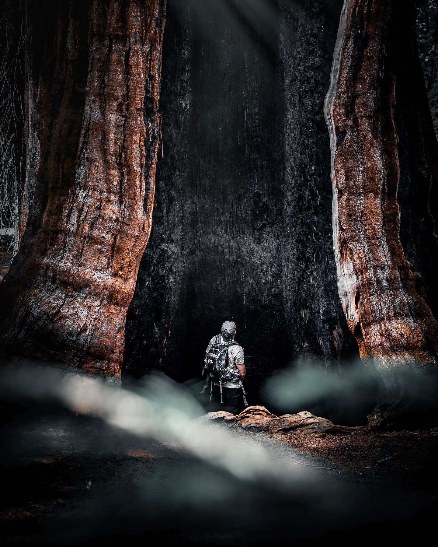 image showing ITAP of a giant sequoia that survived a California fire