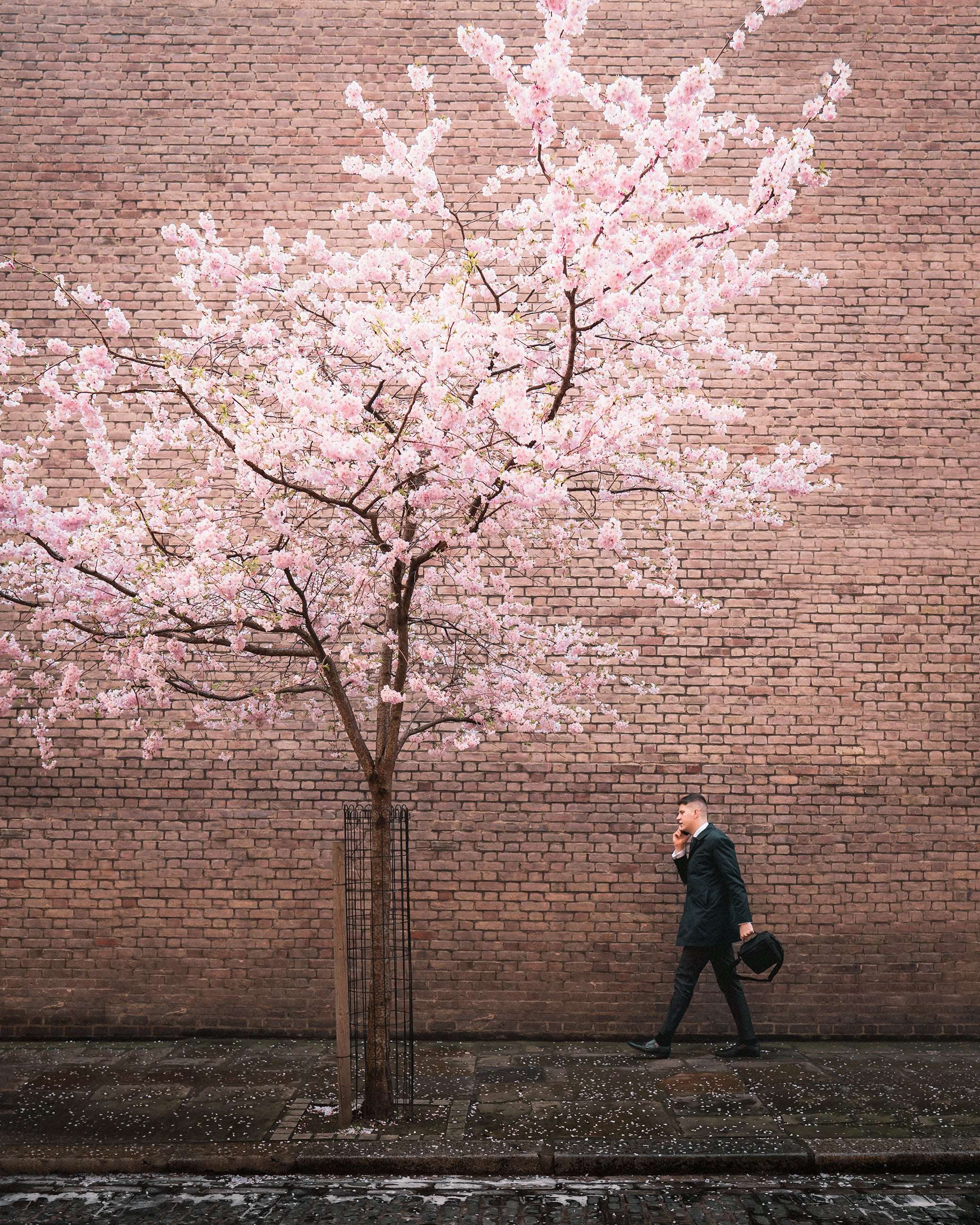 image showing ITAP of cherry blossoms in London