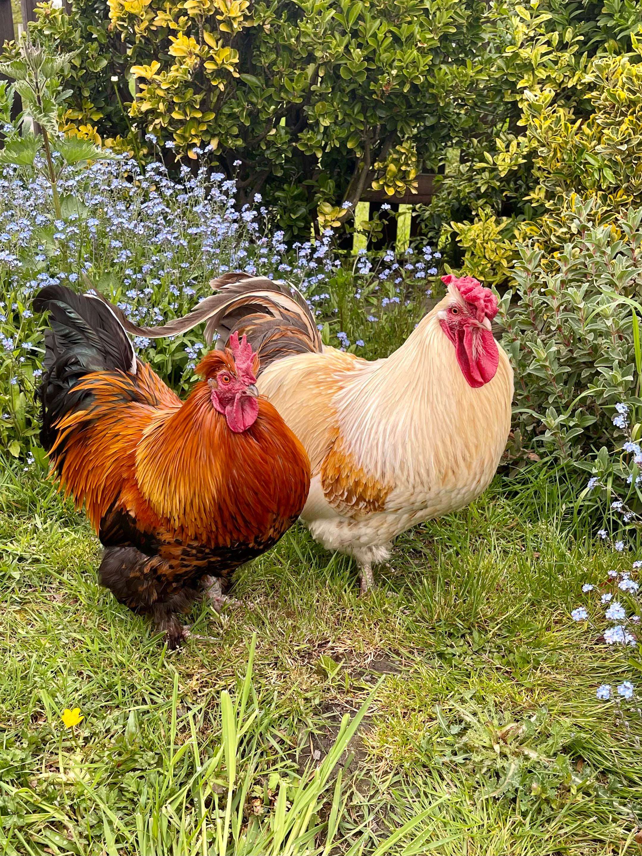 image showing ITAP of my roosters