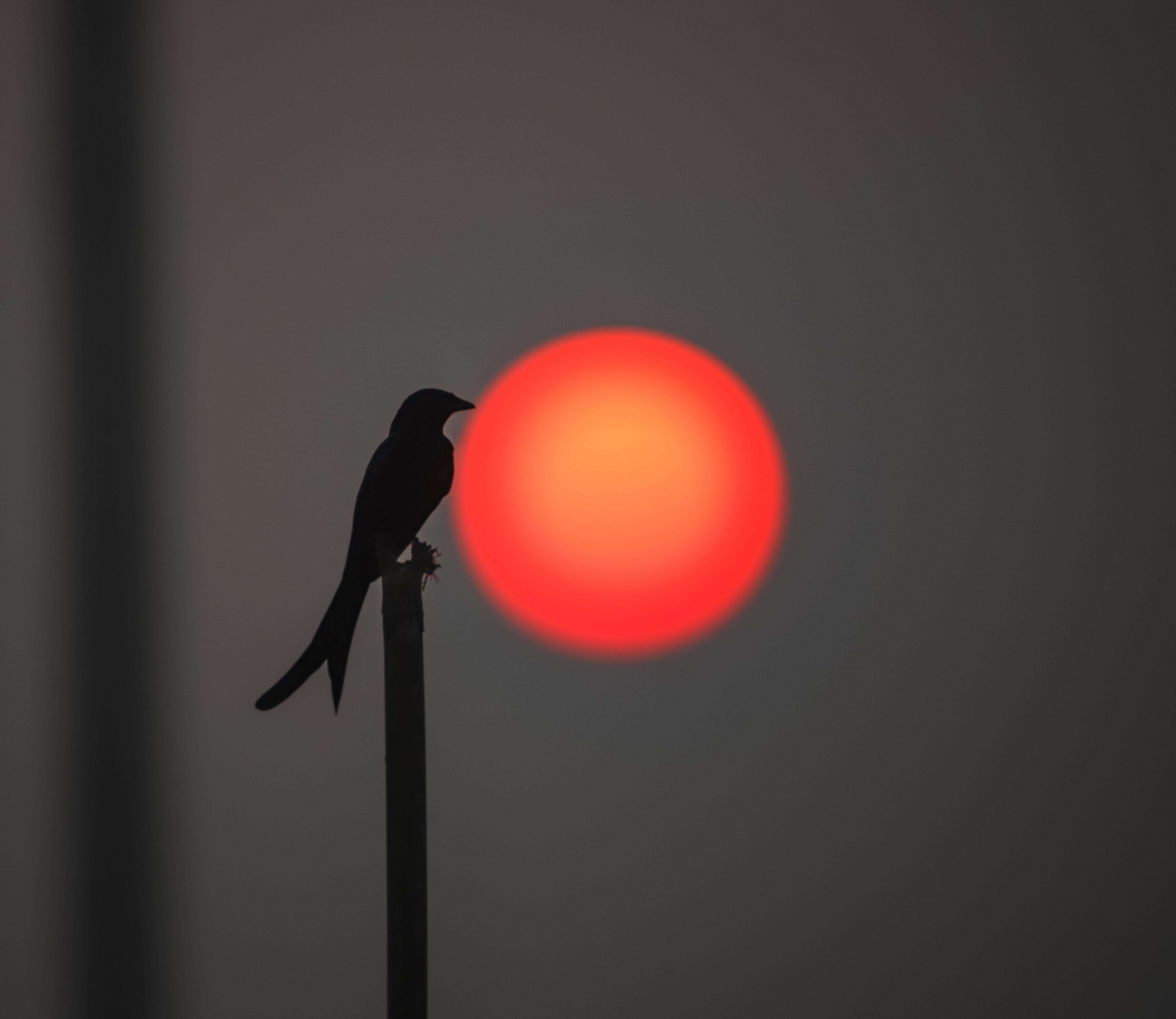 image showing ITAP of black drongo and sunset