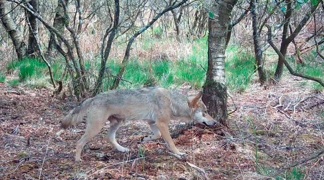 image for Wolf seen in Brittany for first time in a century