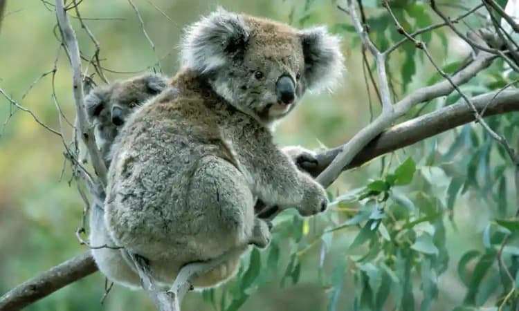 image for Wildlife activists make 11th hour plea to save koalas before Victorian blue gums logged