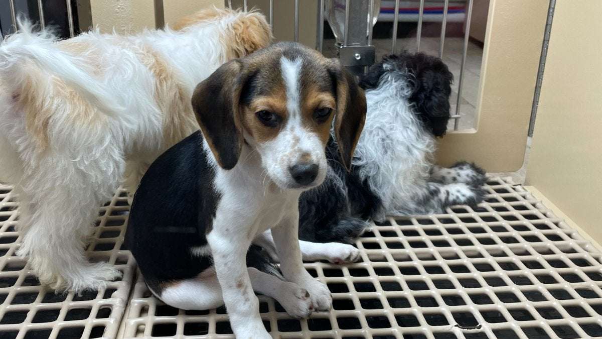 image for Dallas Bans Pet Store Sales of Puppies and Kittens