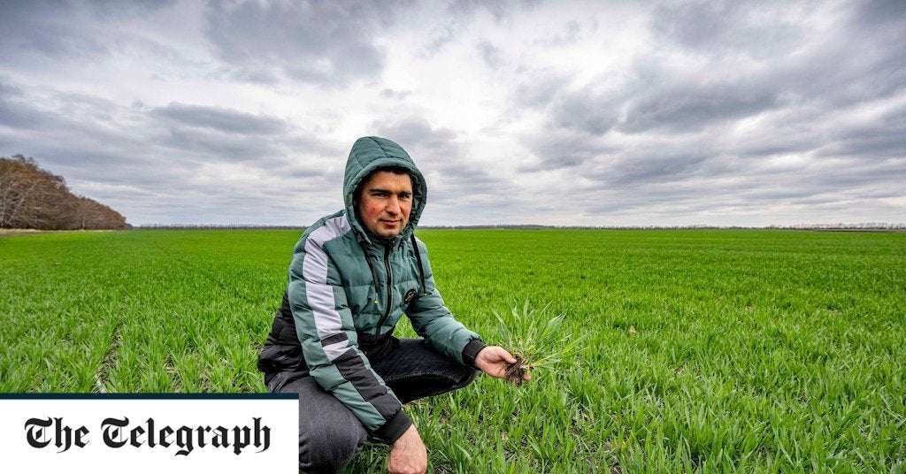 image for World has just ten weeks' worth of wheat left after Ukraine war
