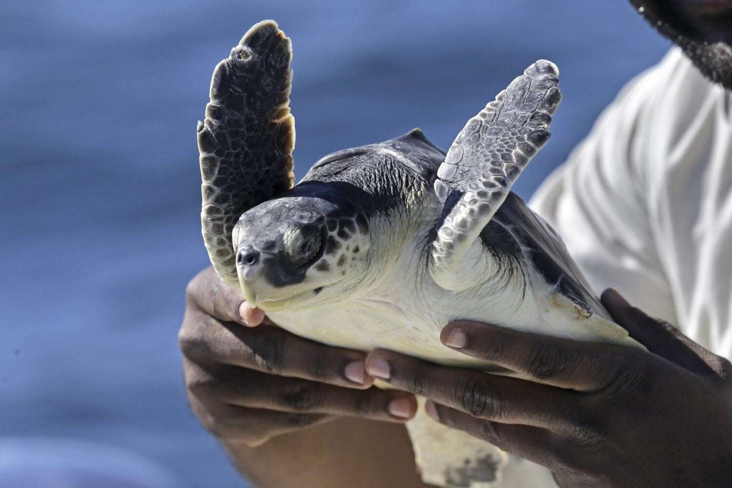 image for Endangered sea turtle nest found at Galveston Island State Park for the first time in a decade – Houston Public Media