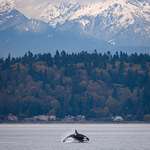 image for ITAP of an Orca and the Olympic Mountains