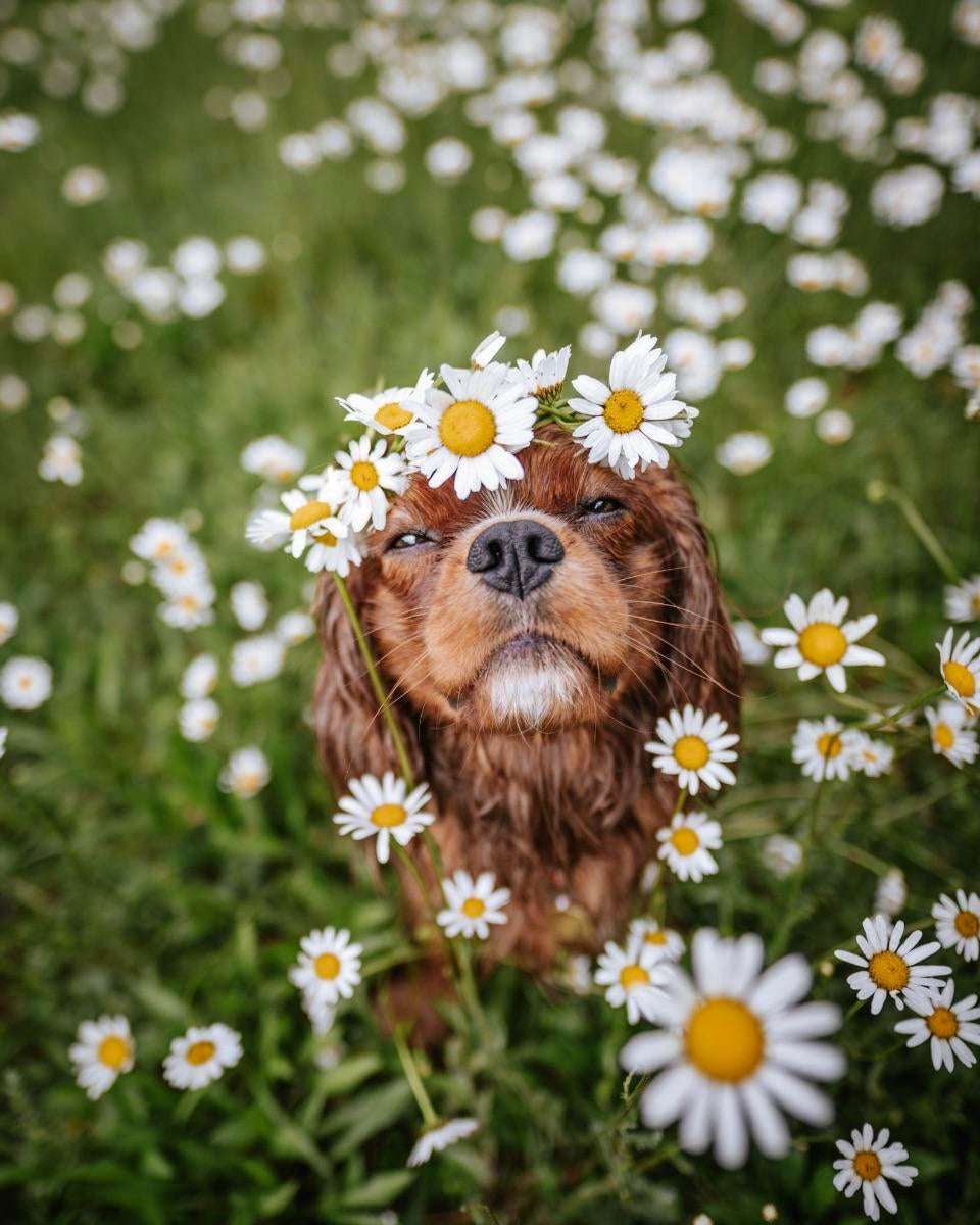 image showing ITAP of my dog in a flower crown