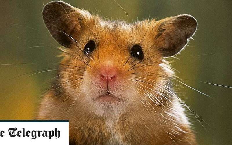 image for Pet hamsters belonging to monkeypox patients should be isolated or killed, say health chiefs