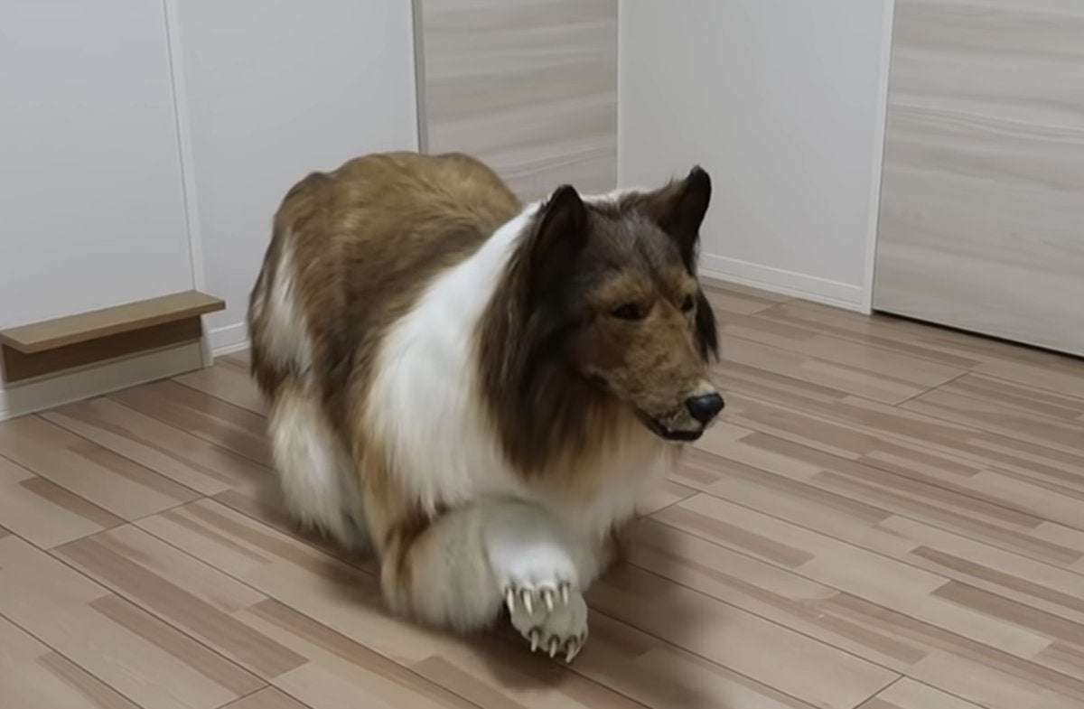 image for Japanese man spends £12,480 to look like a dog