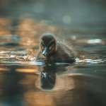 image for ITAP of a duckling