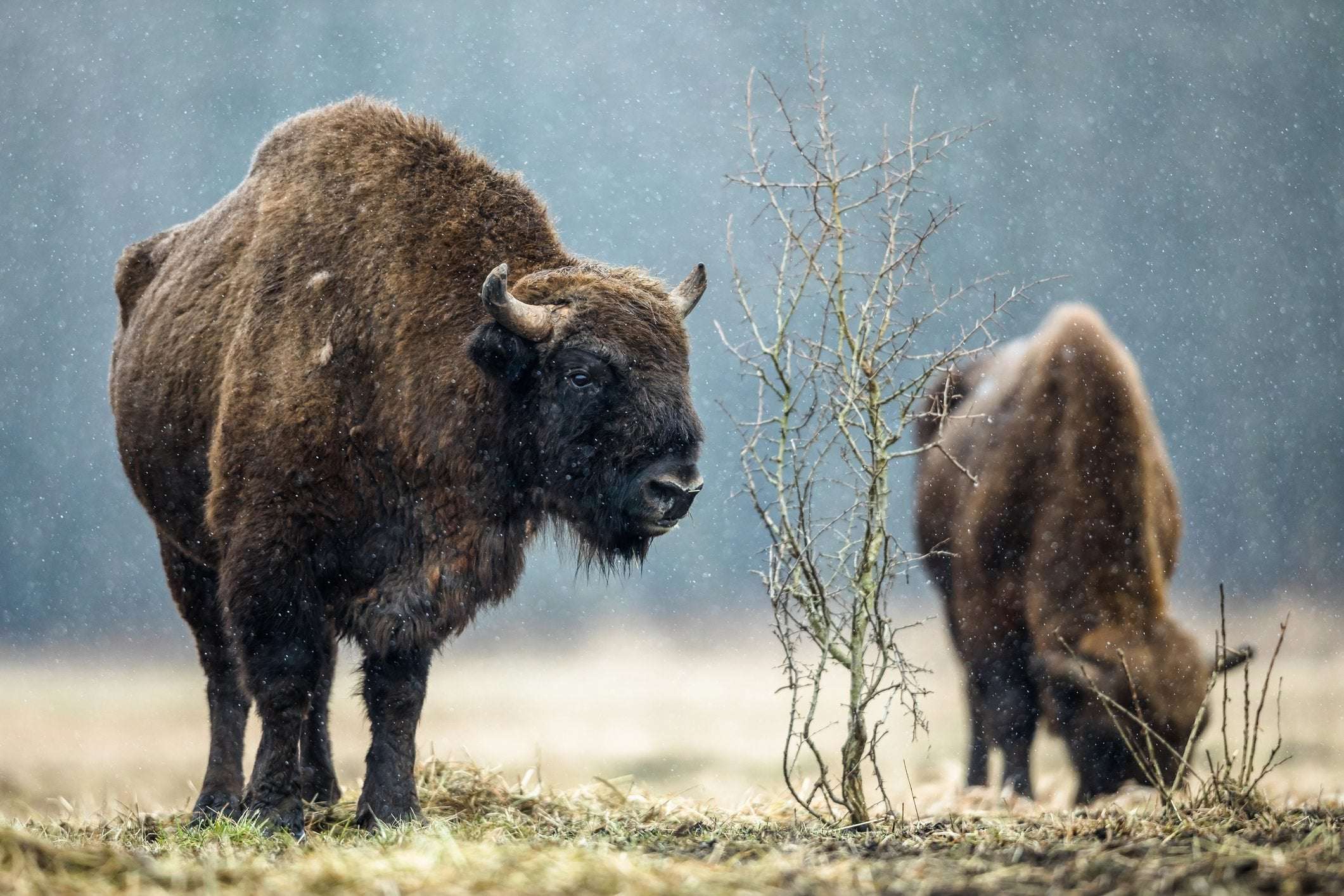 image for Ancient bison are coming back to the UK – starting in Kent...
